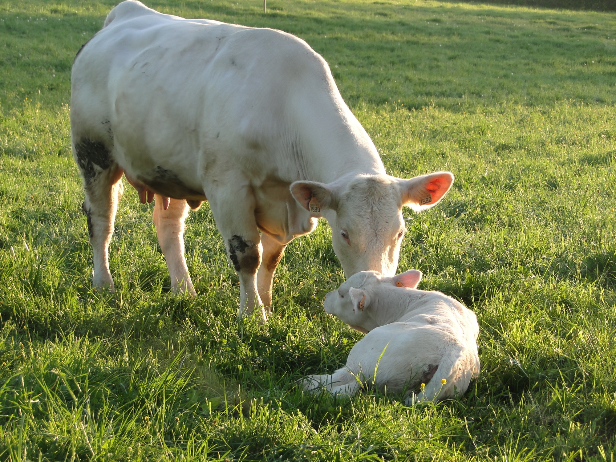 Vache et son veau charolais