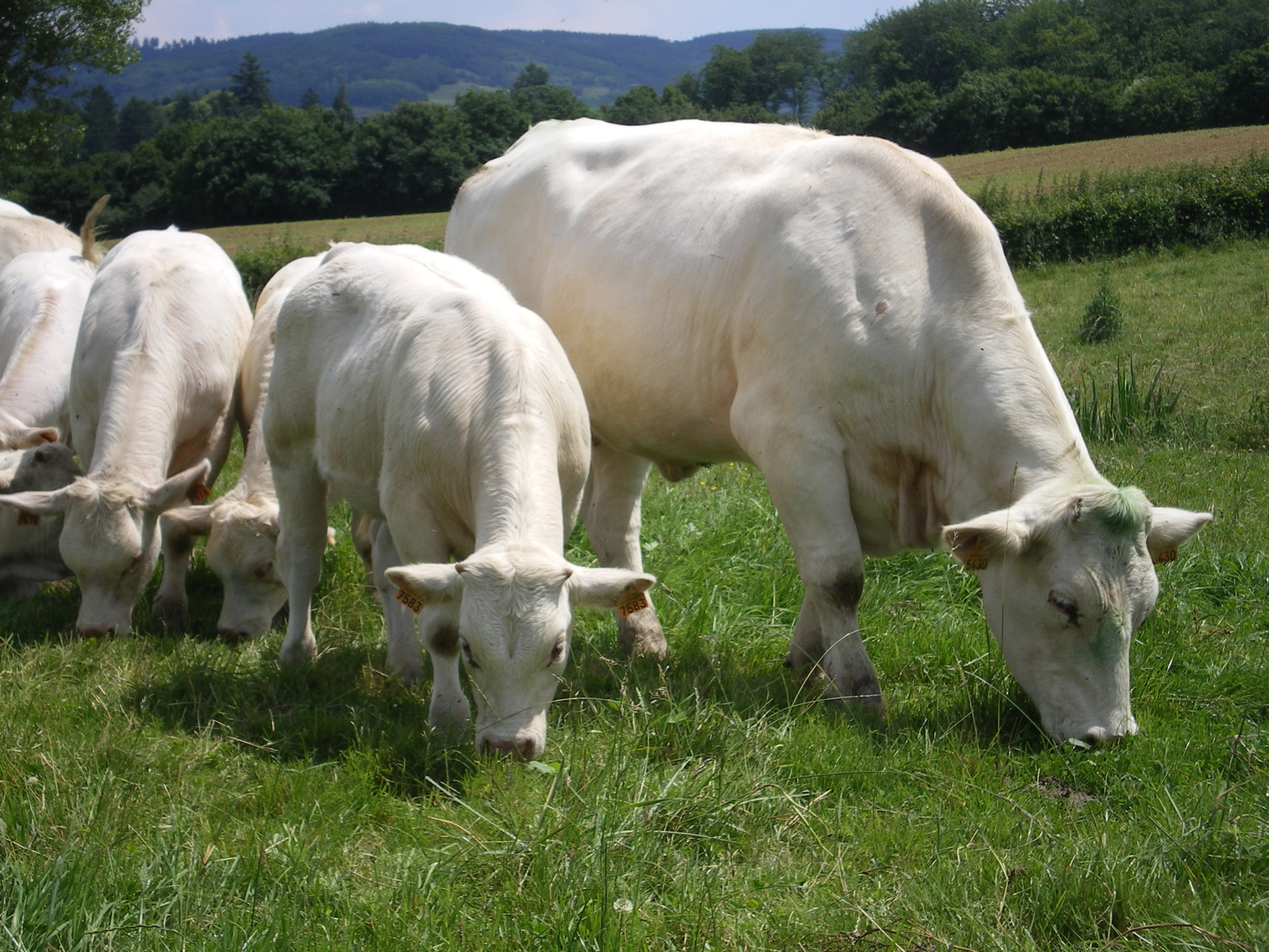 Vaches charolaises au pâturage